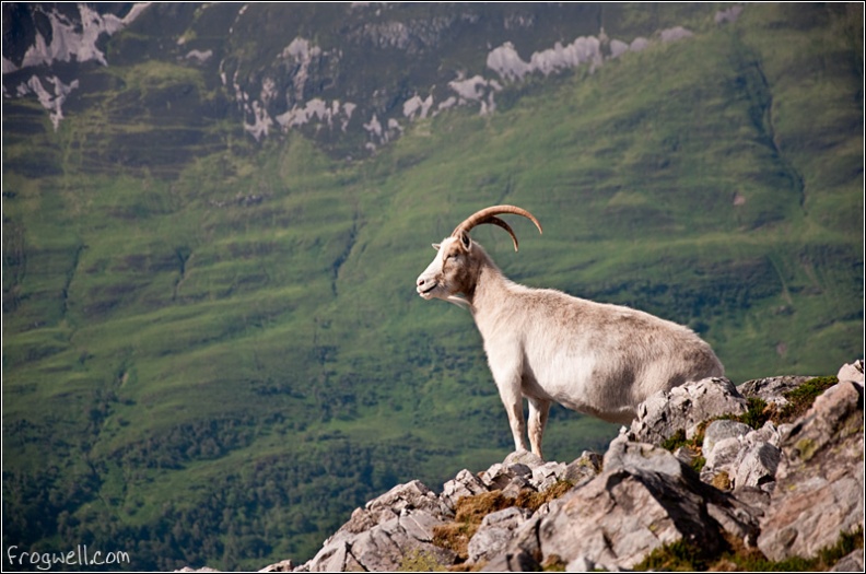 Mountain Goat on Sgorr nam Fiannaidh.jpg